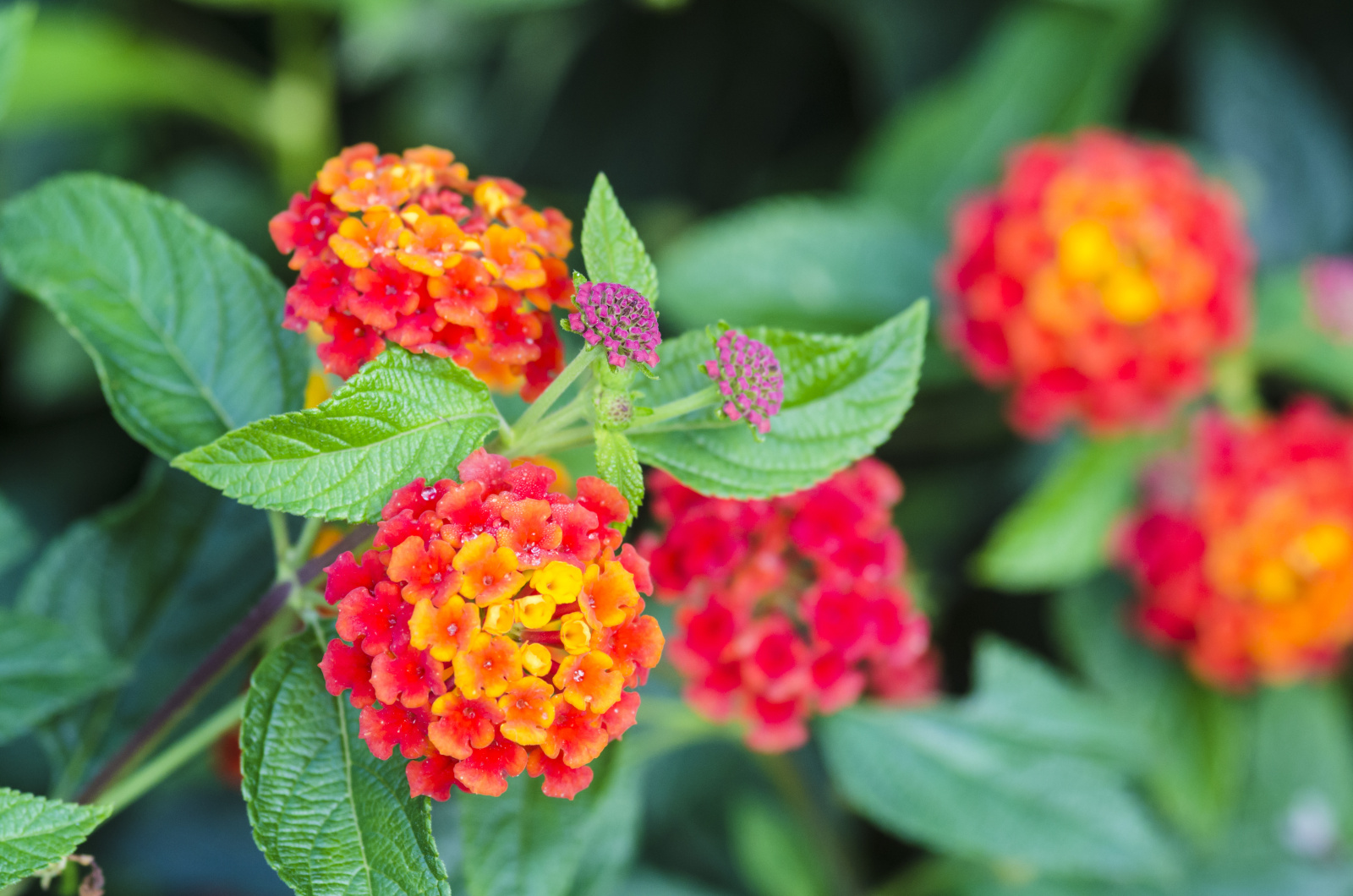 Lantana wildflowers