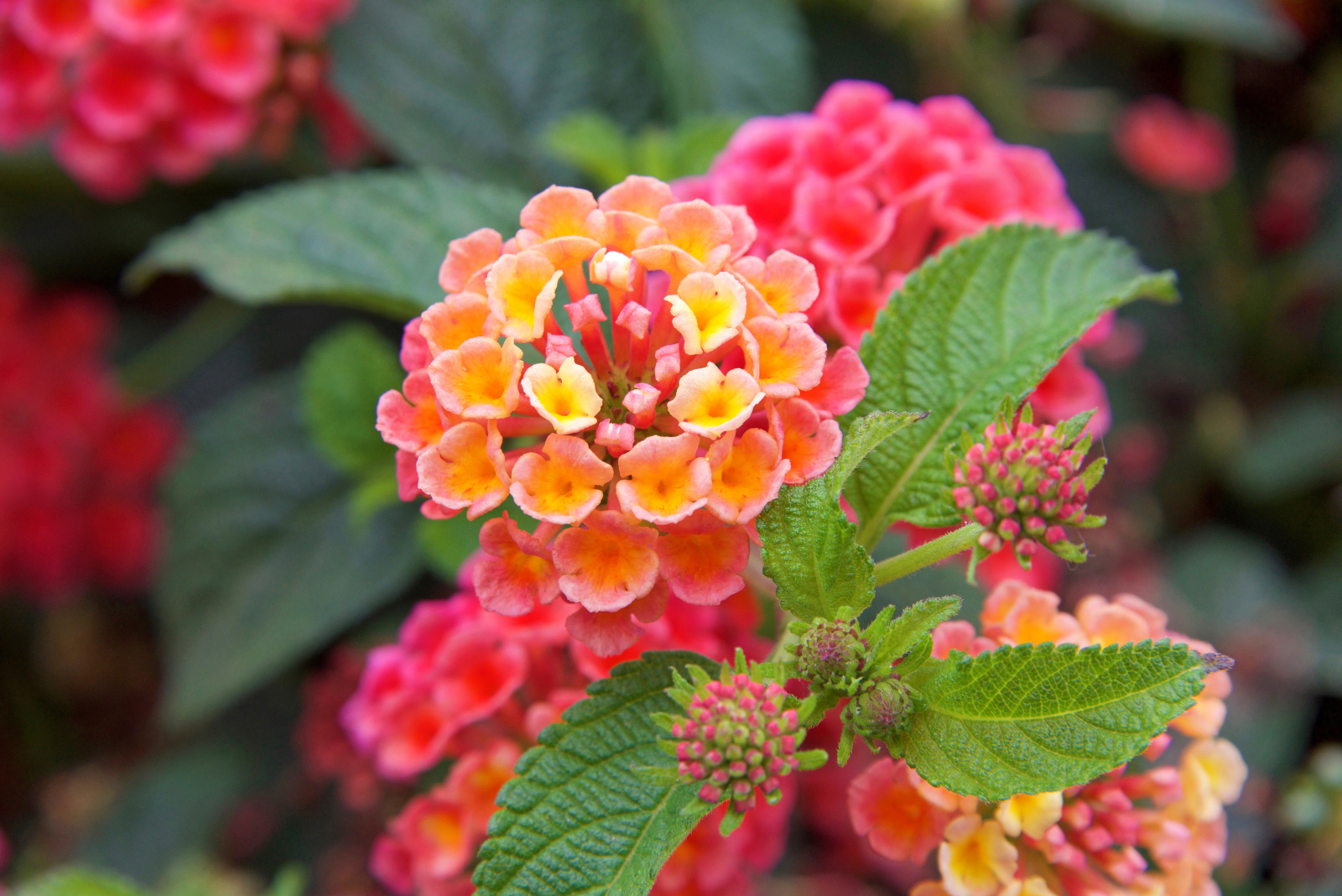 Closeup of a Lantana flower