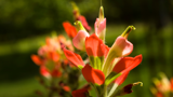 Indian Paintbrush wildflower