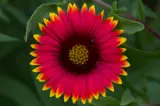 Indian Blanket wildflower