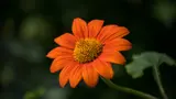 Mexican Sunflower